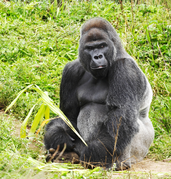 Un gorilla dorsale d'argento maschio
 - Foto, immagini