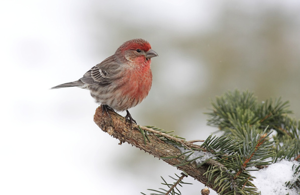 House Finch In Snow - Photo, Image