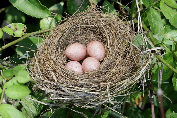 鳥の巣に卵 - 写真・画像
