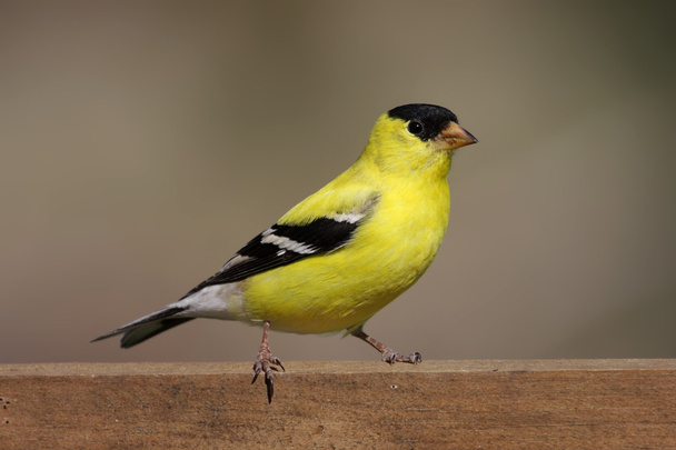 American Goldfinch (Carduelis tristis) - Fotoğraf, Görsel