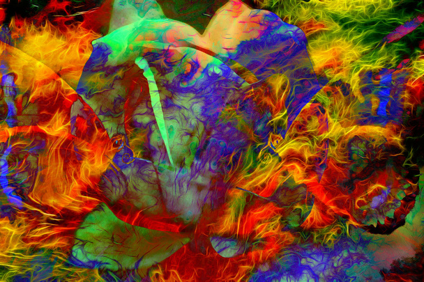 cara mística de las mujeres con mariposas, collage de fondo de color. contacto visual
 - Foto, imagen