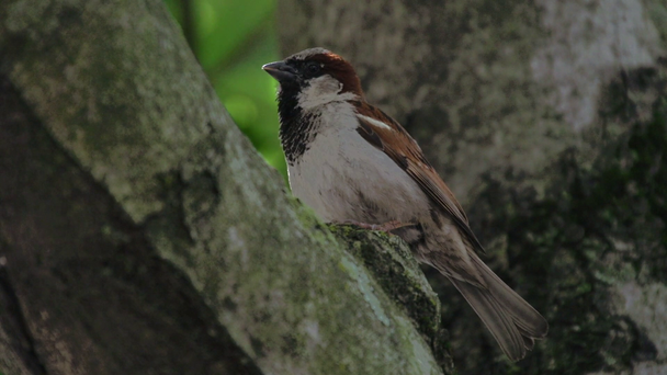 Close up van de vogel in de boom - Video