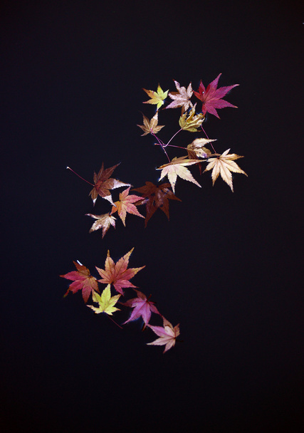 hojas de arce japonés en la superficie del agua
 - Foto, Imagen