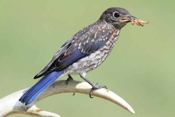 Bambino uccello azzurro orientale
 - Foto, immagini