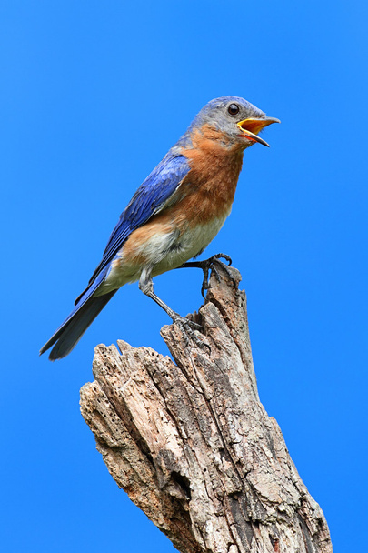 У Синій птах
 - Фото, зображення