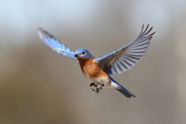 Bluebird em voo
 - Foto, Imagem
