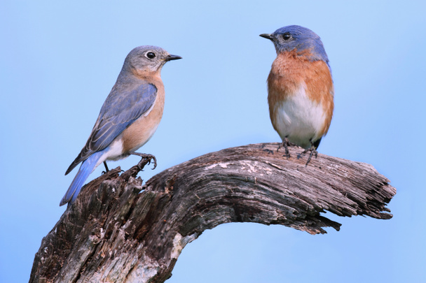 Par de Bluebirds orientales
 - Foto, imagen