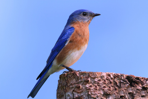 Männlicher Östlicher Blauvogel - Foto, Bild