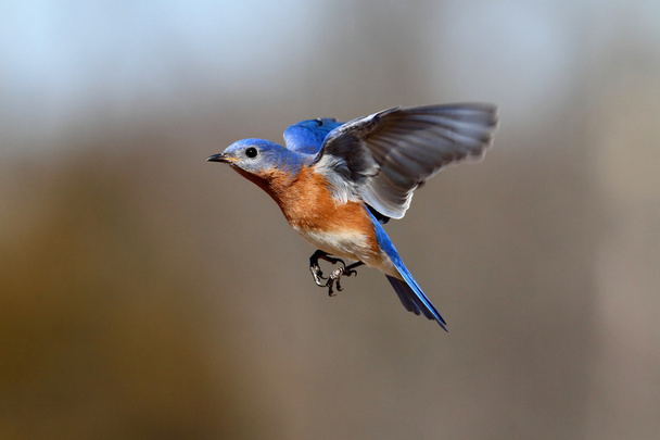 Синяя птица в полете - Фото, изображение