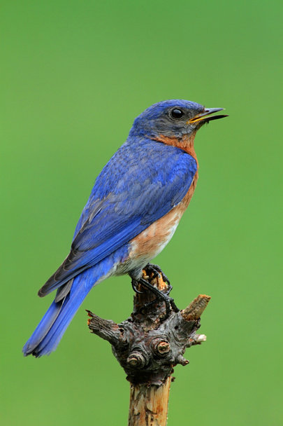 Wschodniej bluebird - Zdjęcie, obraz
