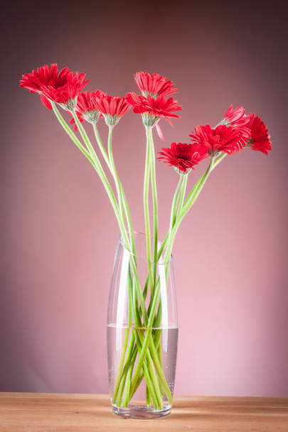 Gerbera in a glass vase - 写真・画像