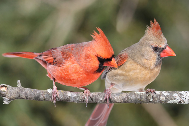 Пара северных кардиналов
 - Фото, изображение