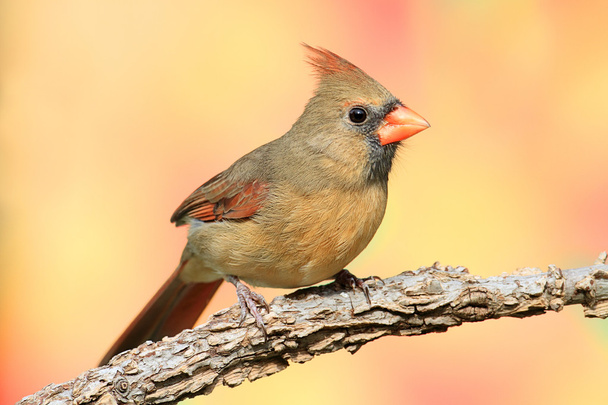 Northern Cardinal - Photo, Image