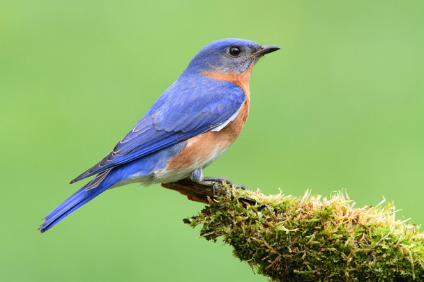 Uccello azzurro orientale
 - Foto, immagini