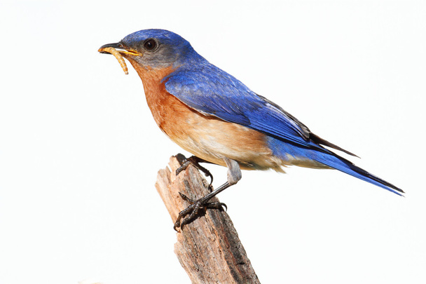 Bluebird aislado en una percha con un gusano
 - Foto, imagen
