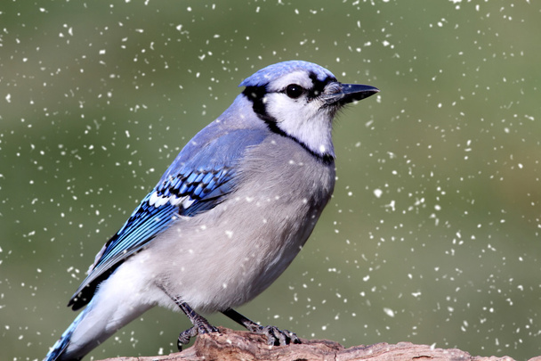 azul jay en nieve
 - Foto, Imagen