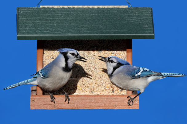 Blue Jays su un alimentatore
 - Foto, immagini