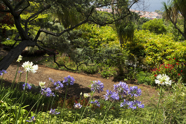 Funchal botanikus kert - Fotó, kép