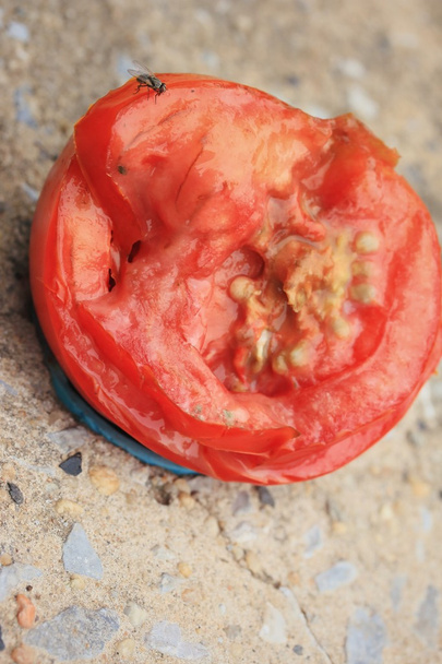tomates podridos
 - Foto, imagen