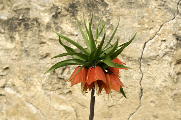 Fritillaria imperialis flor
 - Foto, Imagem