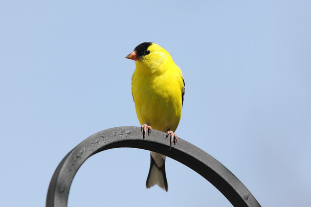 Goldfinch americano - Foto, Imagem