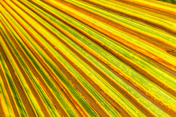 palm trees - Foto, Bild