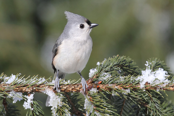 Titmouse On A Snow-covered Branch - Фото, зображення