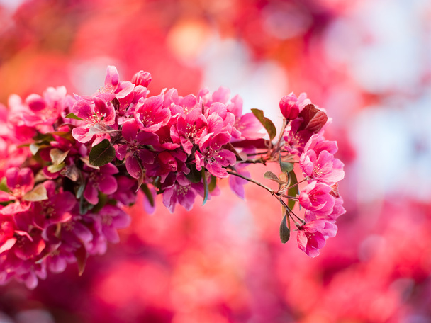 kvetoucí jabloň purpurová - Fotografie, Obrázek