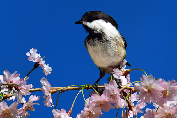 Chickadee con flores de cerezo
 - Foto, imagen