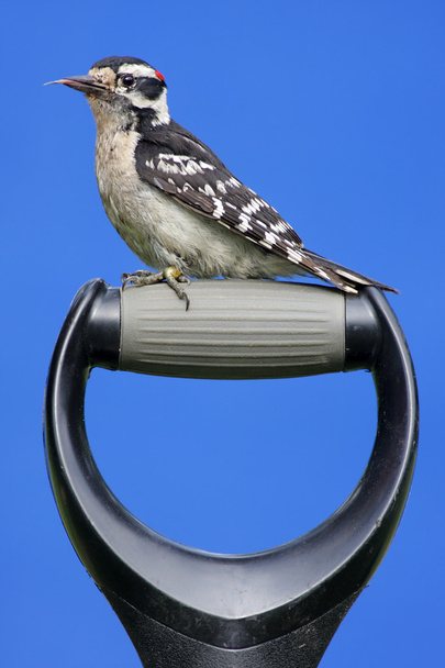Pájaro carpintero en una manija
 - Foto, Imagen