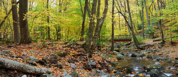 Outono panorama florestal
 - Foto, Imagem