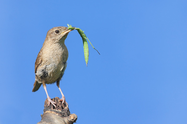 House Wren On A Stump With A Praying Mantis - Photo, Image