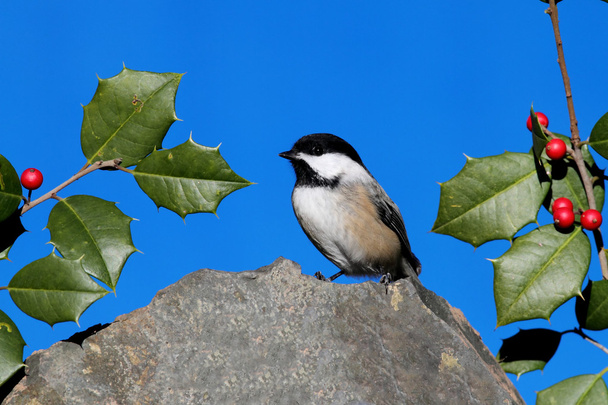 Chickadee on a Rock with Holly - Photo, Image