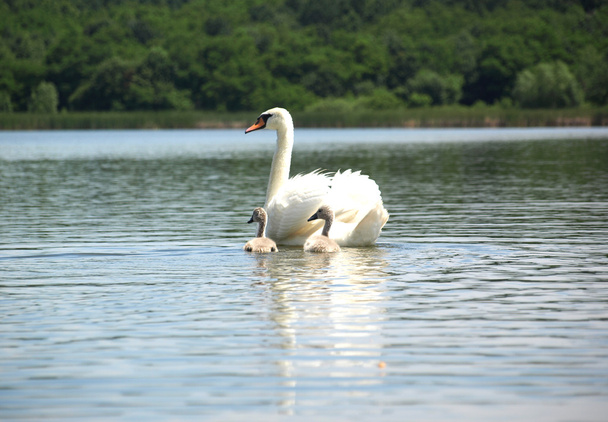 Swan familie - Foto, afbeelding
