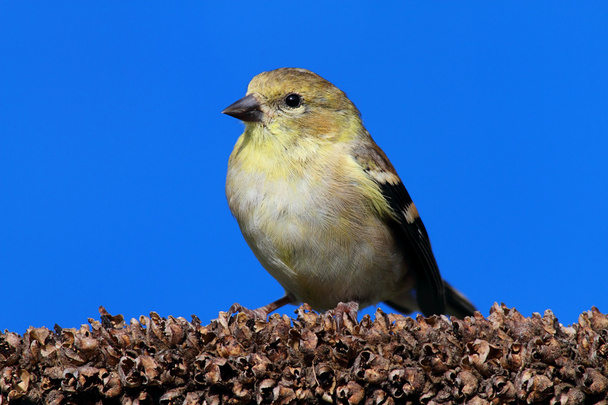 Amerikkalainen Goldfinch (Carduelis tristis
) - Valokuva, kuva