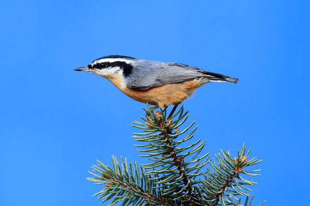 Red-breasted Nuthatch On A Branch - Photo, Image