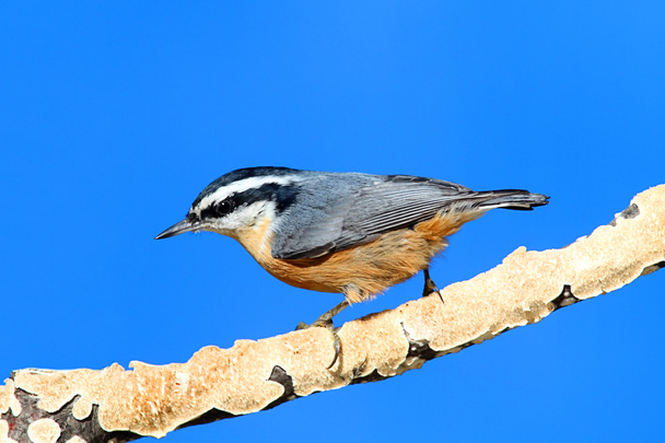 Red-breasted Nuthatch On A Branch - Photo, Image
