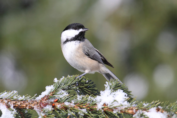 Chickadee on a branch with snow - Foto, afbeelding