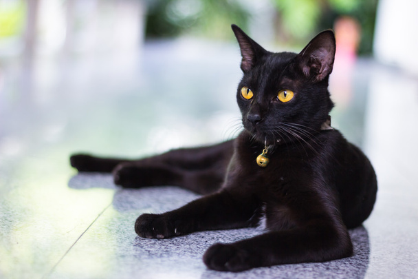 Чорний чоловічий кіт проявляє інтерес до фотоапарата
 - Фото, зображення