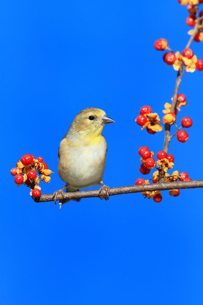 Американська Goldfinch (самка версія) - Фото, зображення