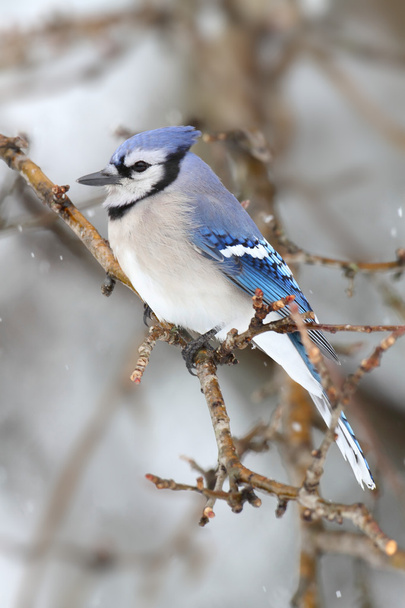 blauer Eichelhäher im Schnee - Foto, Bild