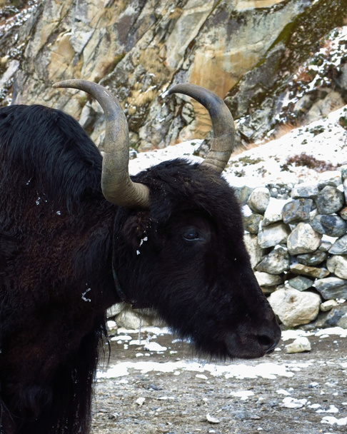 Hlava černá yak - Fotografie, Obrázek