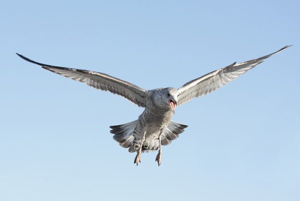 Кричащая чайка
 - Фото, изображение