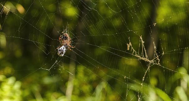 Araña devorando a su presa en la web
 - Foto, imagen