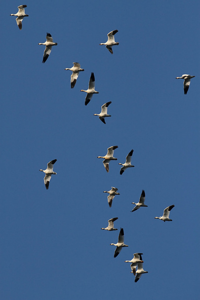 Snow Geese In Flight - Photo, Image