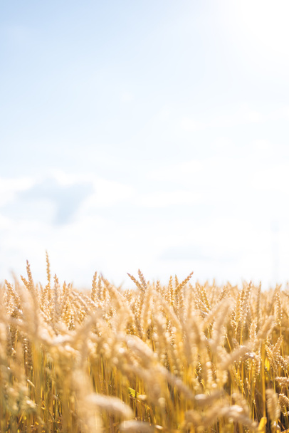 Wheat field - Foto, afbeelding