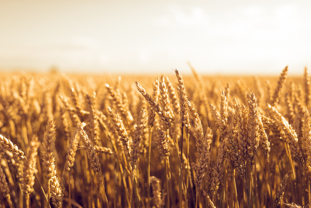 Wheat field - Zdjęcie, obraz
