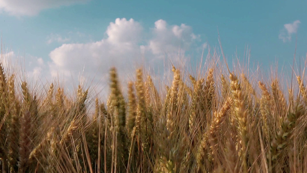γεωργός χέρι στον τομέα του σίτου - Πλάνα, βίντεο