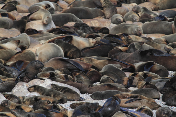 Тюлени на пляже Южной Африки
 - Фото, изображение