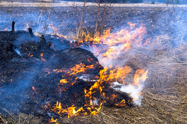 Fire burning dry grass - Photo, Image